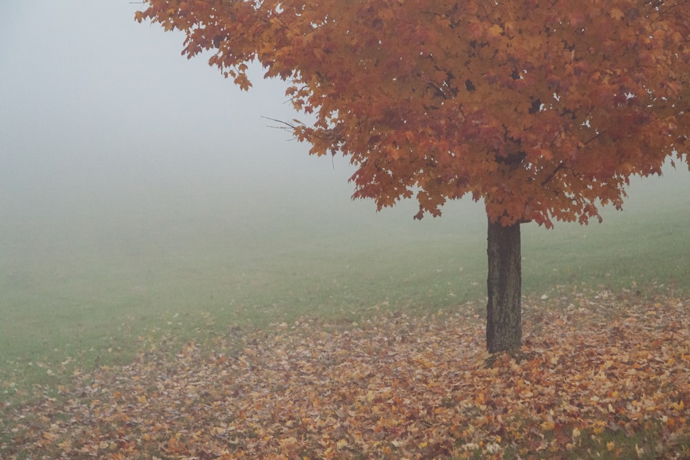 maple tree on field during daytime