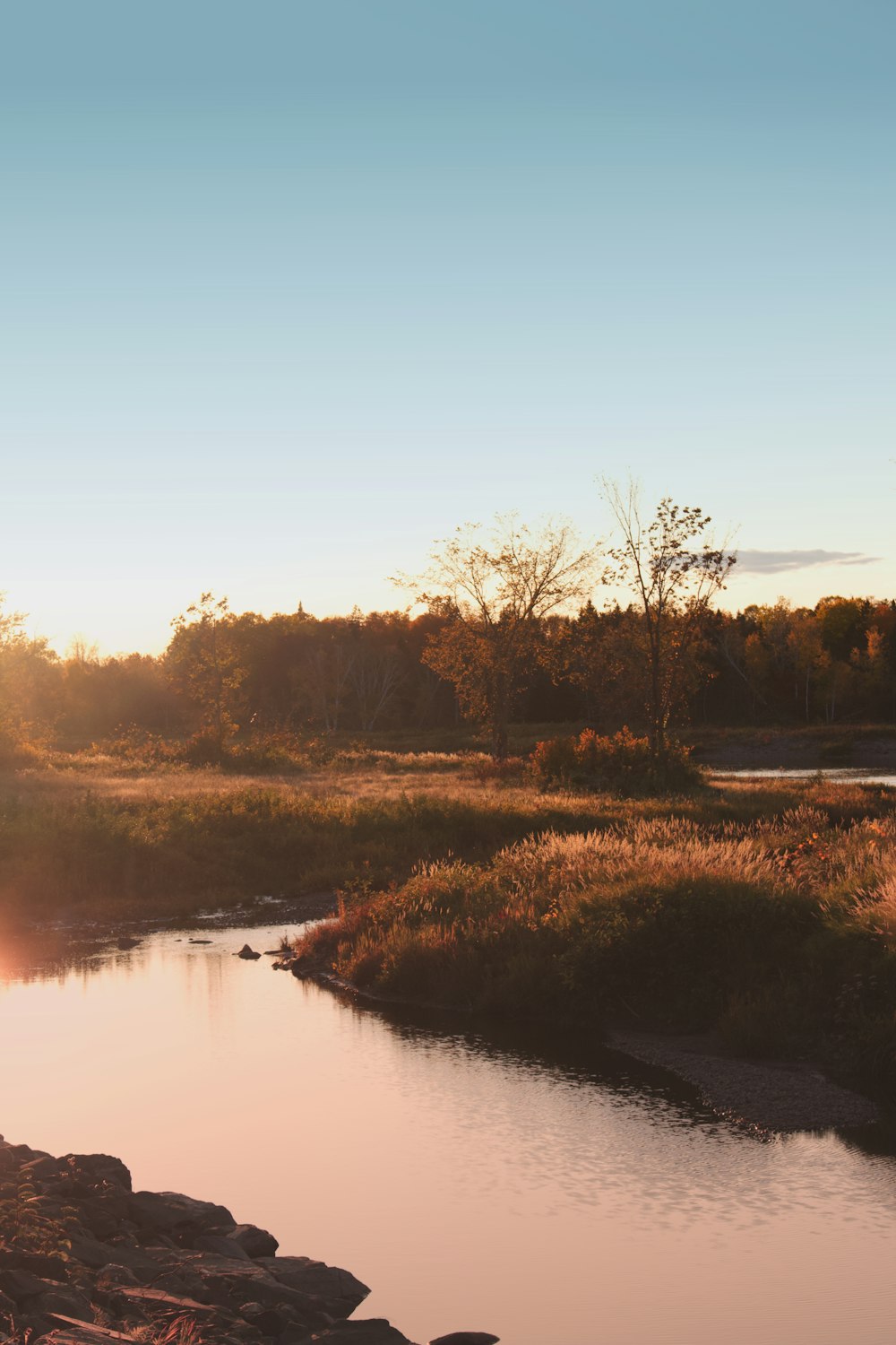 body of water surrounded by trees