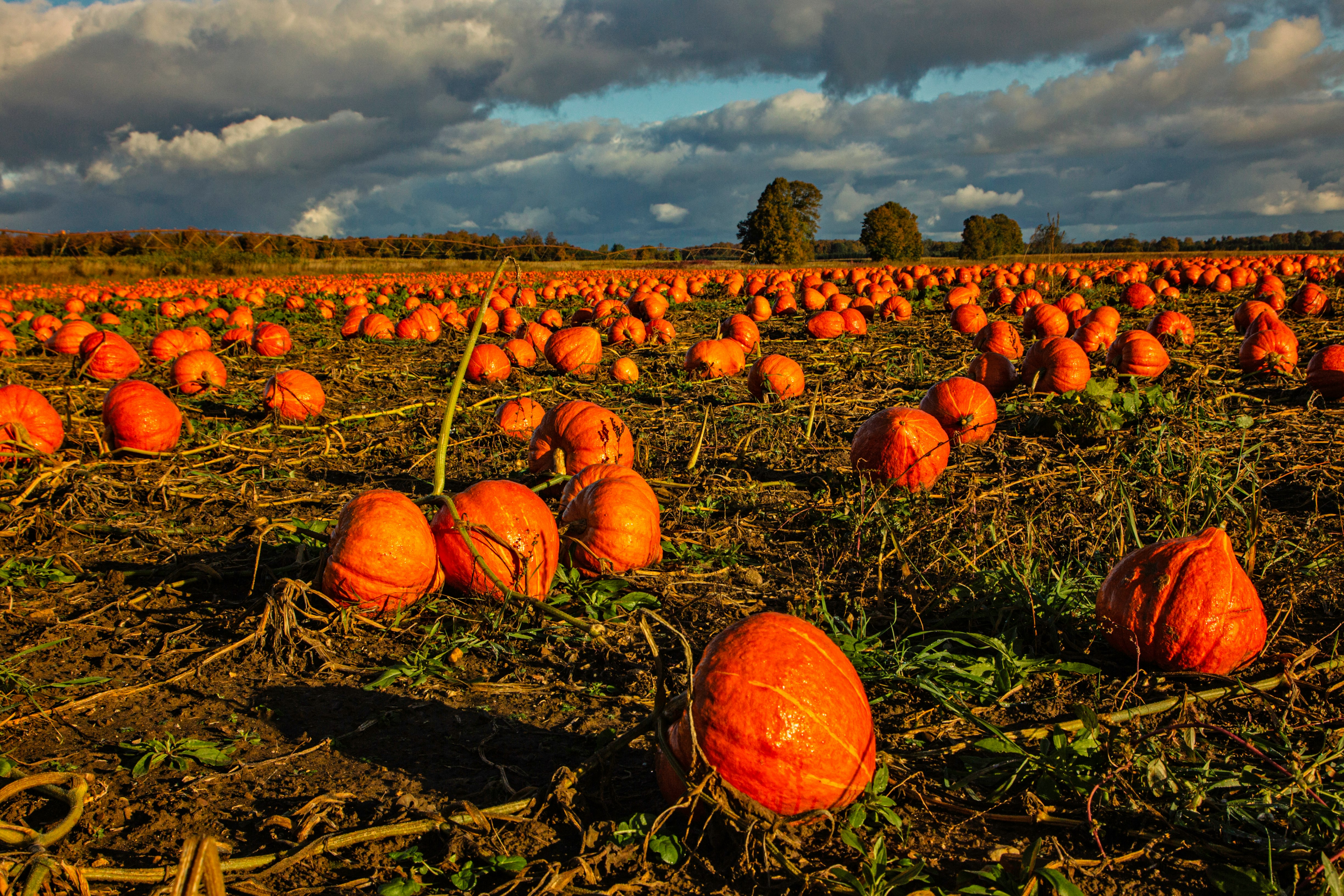 orange squashes on green field