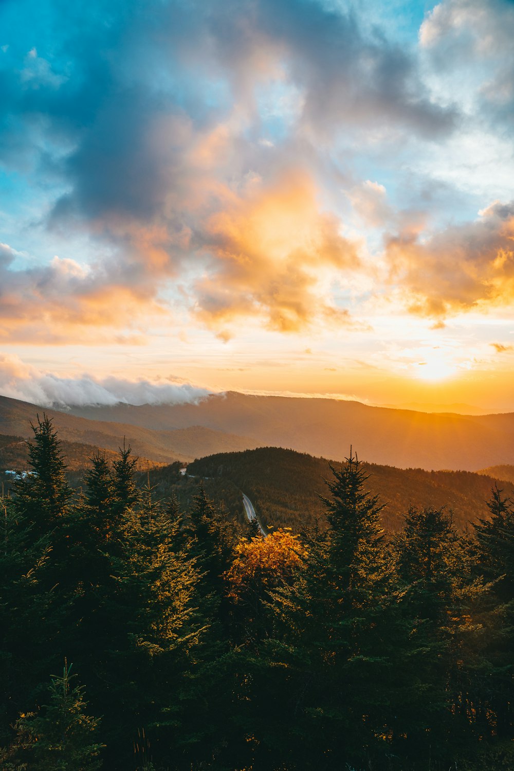 aerial photography of forest under blue and yellow sky during daytime