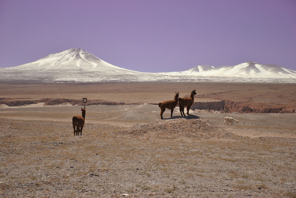 three brown animals on brown field