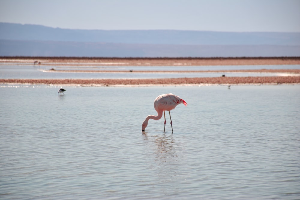flamingo standing on the body of wa ter