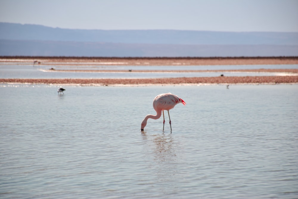 Flamingo auf dem Körper eines Wassers stehend