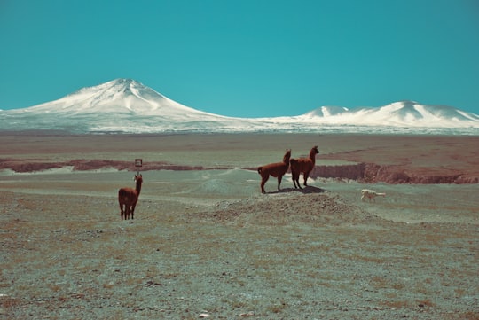 brown camel in San Pedro de Atacama Chile
