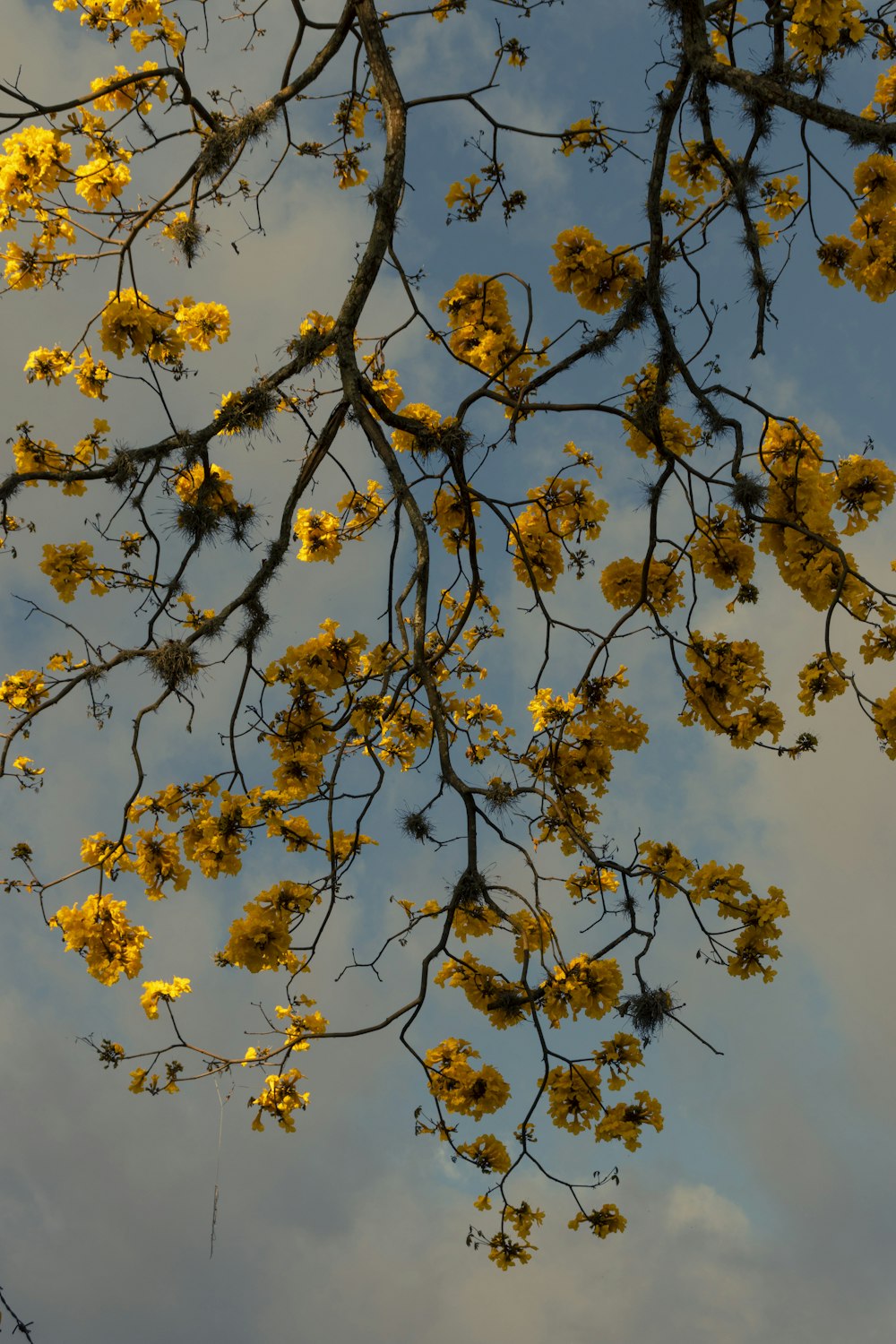 yellow sakura tree