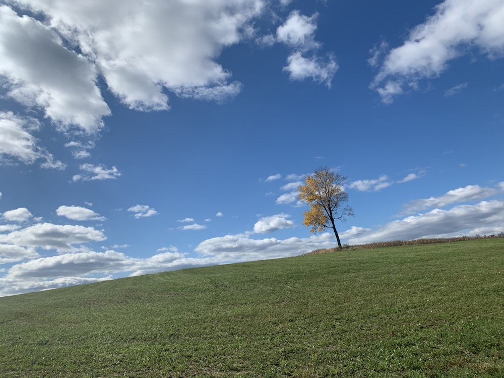 green leafy tree on top of green grassy hill during cloudy day