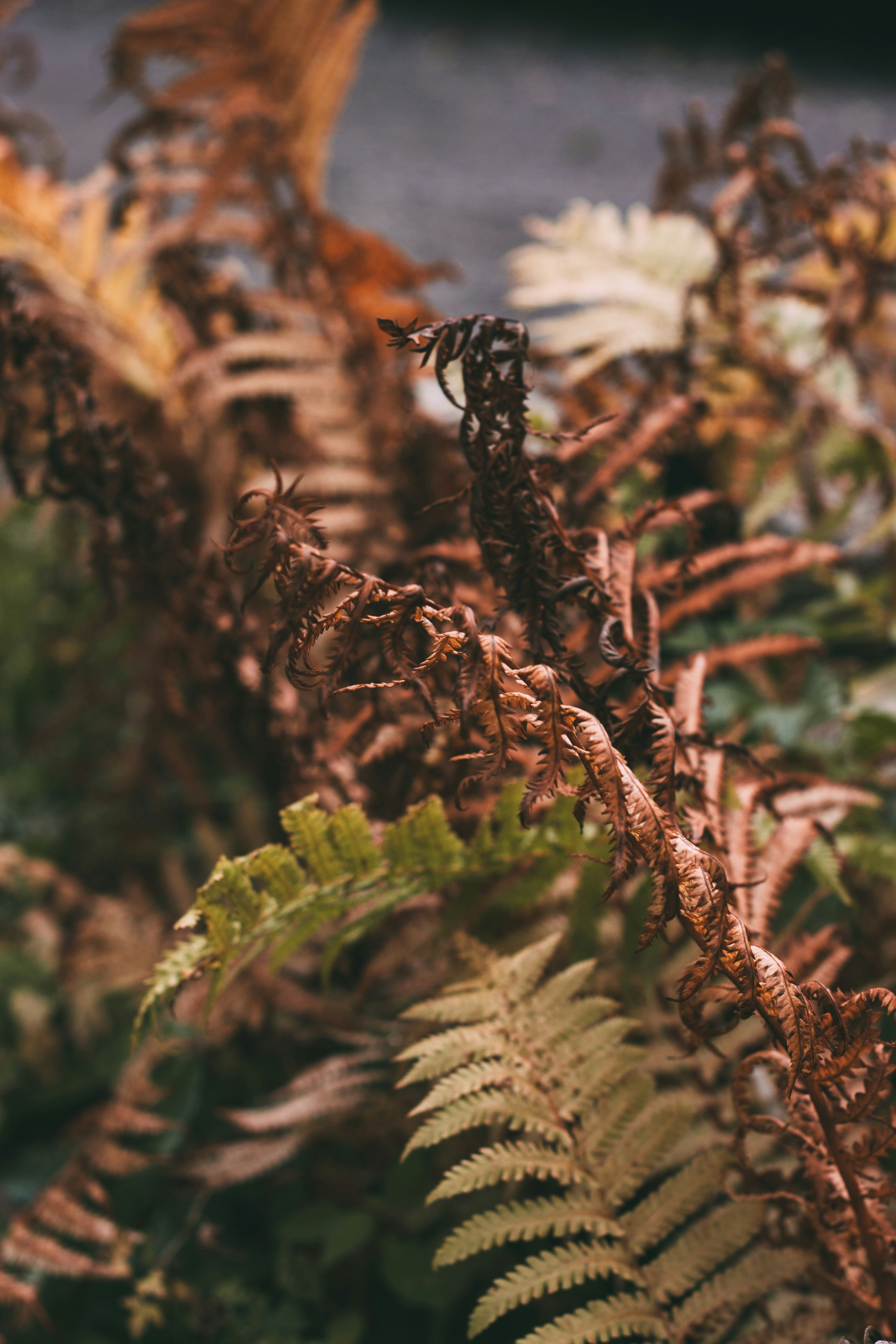 Photo by rolig_basseng