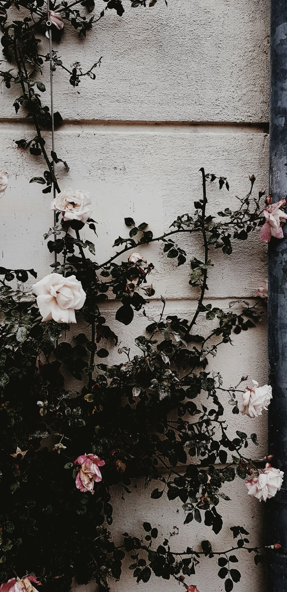 white petaled flower