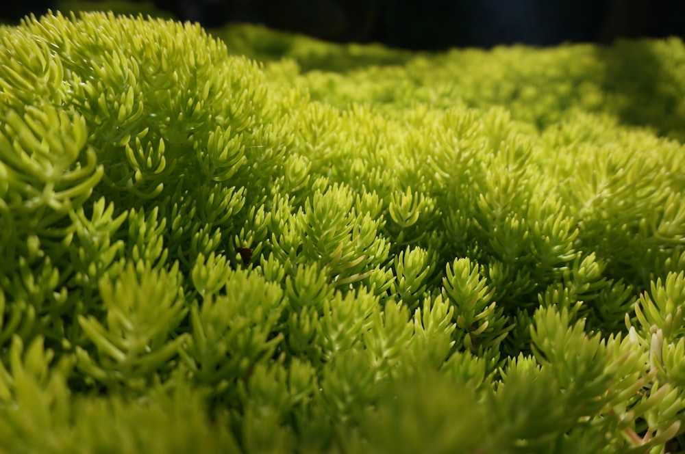 macro photography of green plants