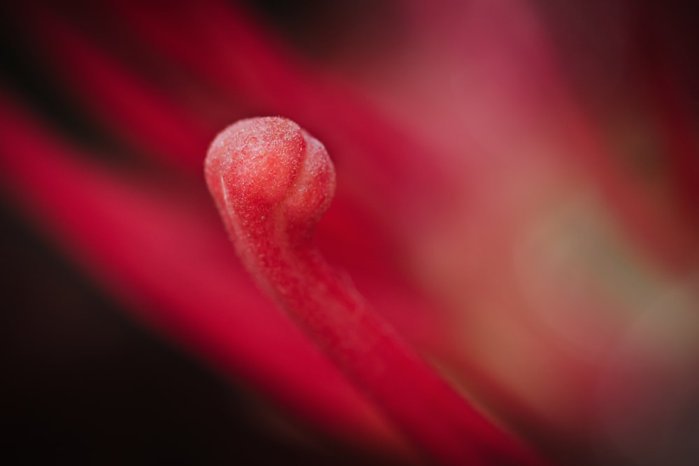 a close up of a red flower with a blurry background