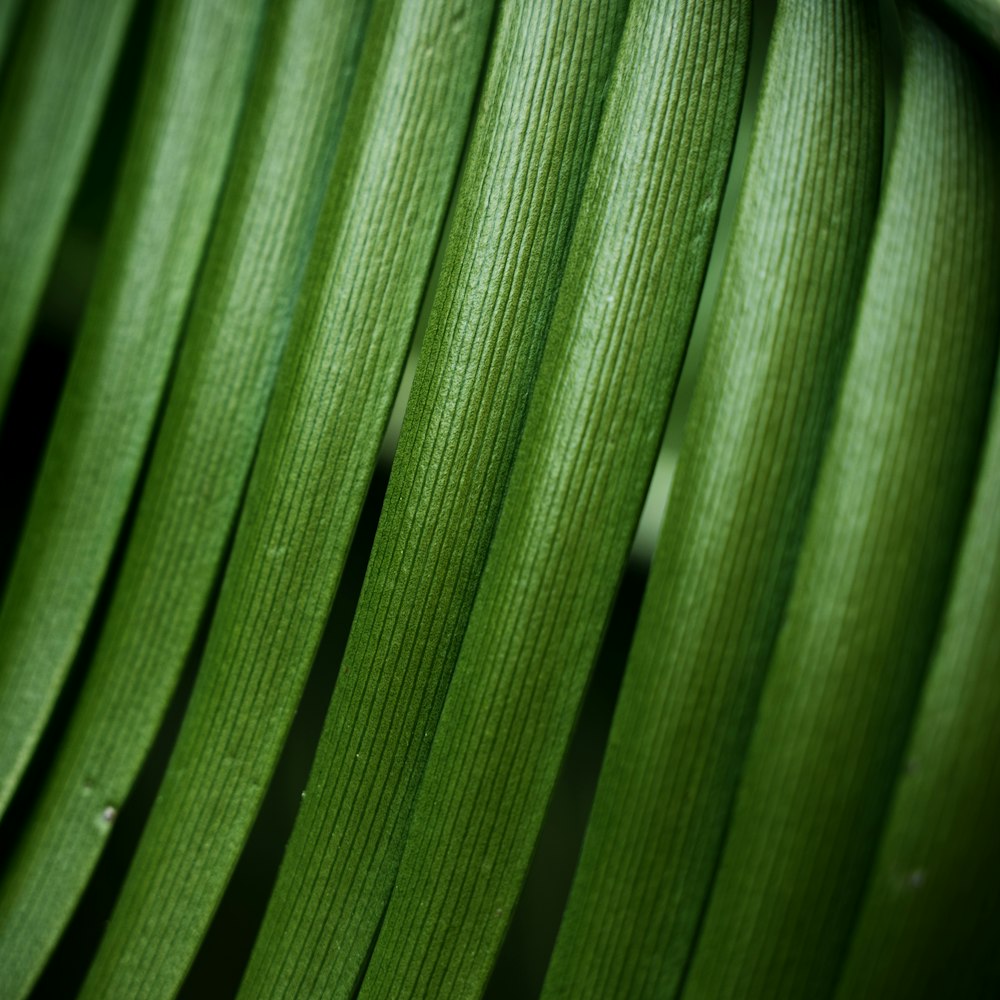 foto em close-up da folha verde
