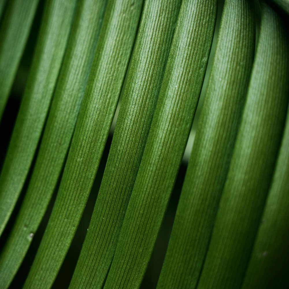 Foto de primer plano de hoja verde