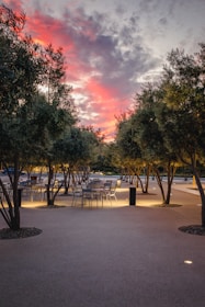 Sunlit outdoor dining area with rustic wooden tables surrounded by olive trees.