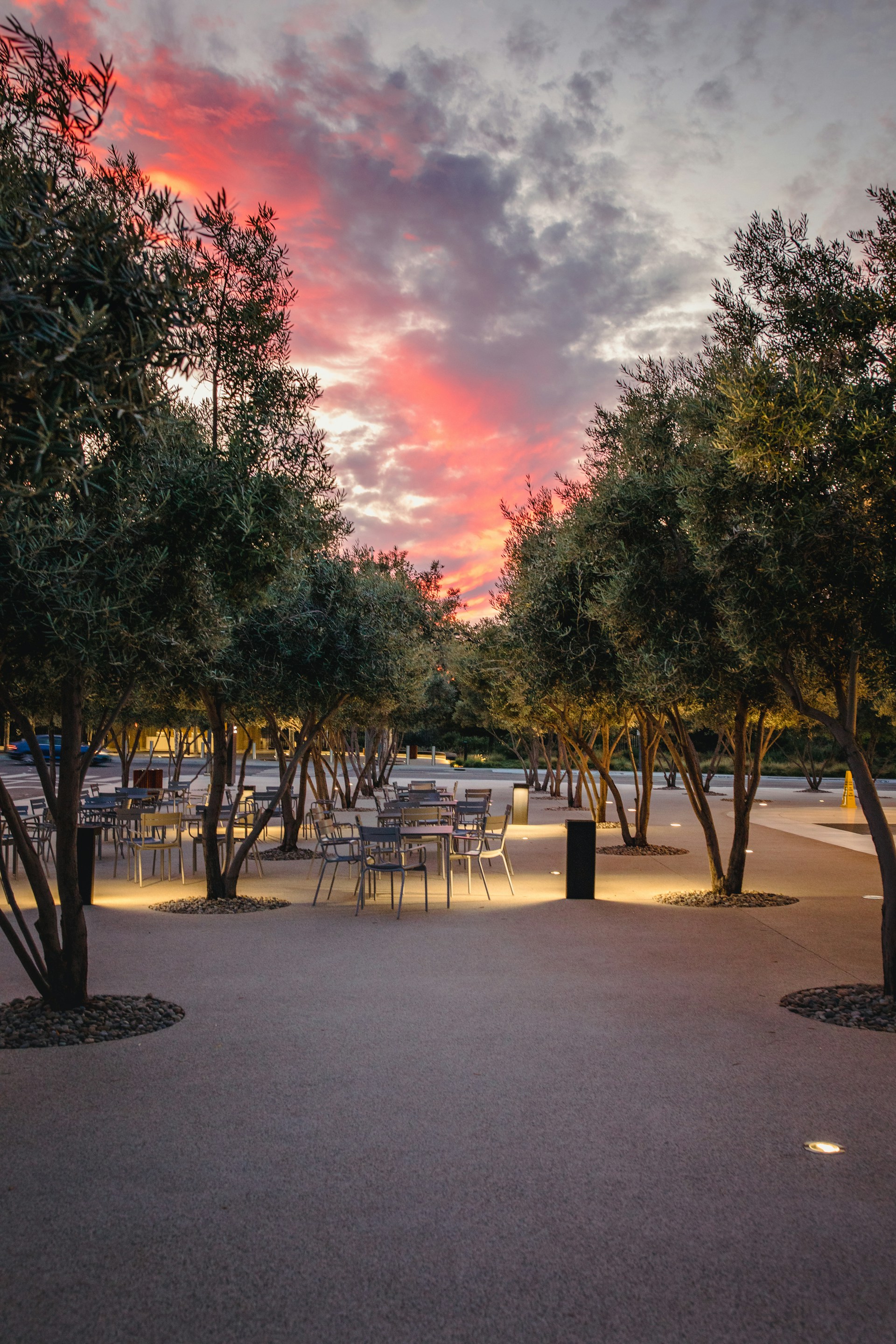 An inviting outdoor dining area adorned with olive trees and warm string lights under a twilight sky.