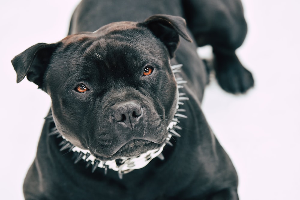 medium-coated black dog