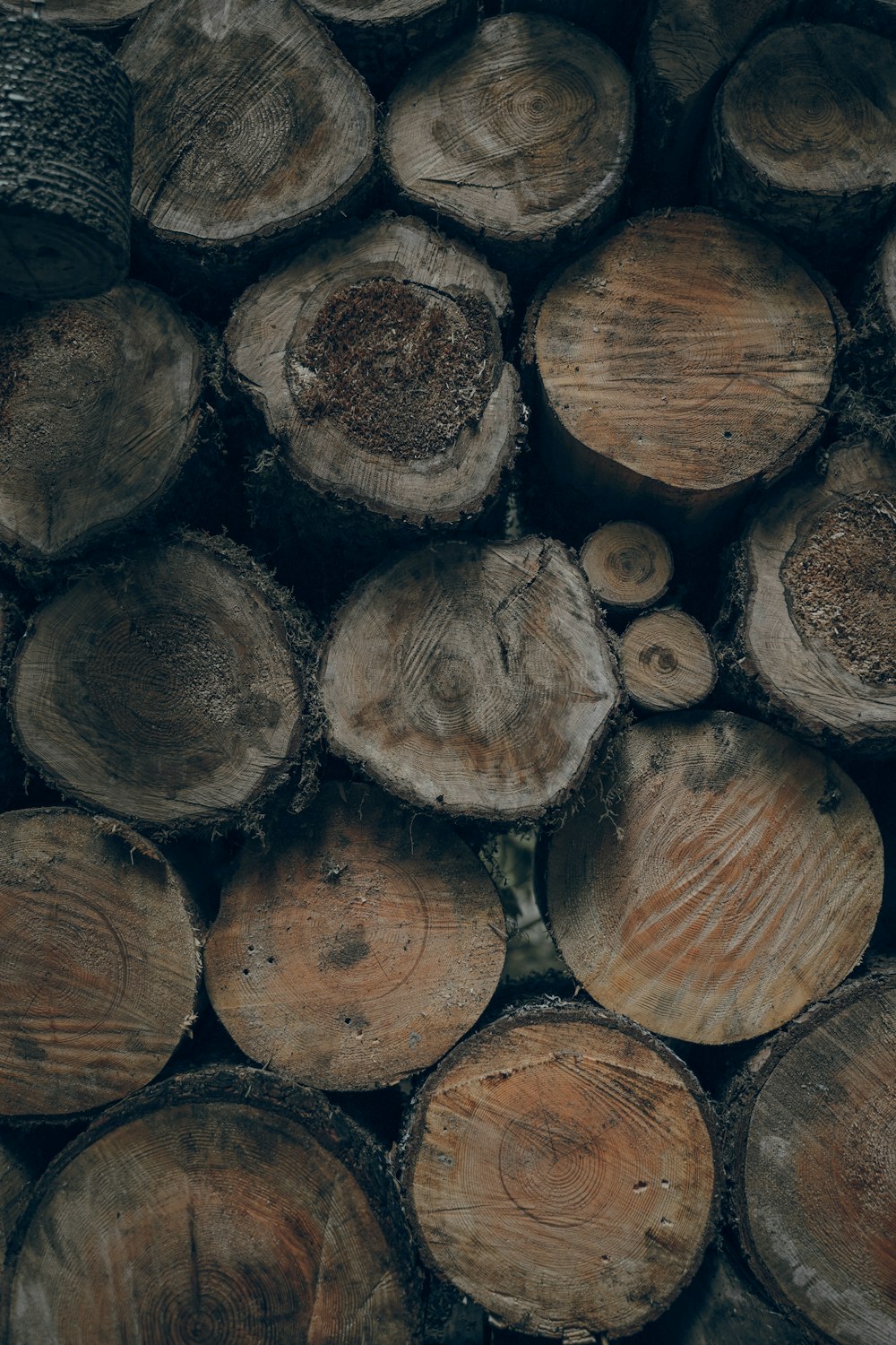 brown cut logs