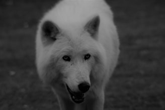 A monochrome image of a wolf silhouette surveying a mountain landscape at dawn.