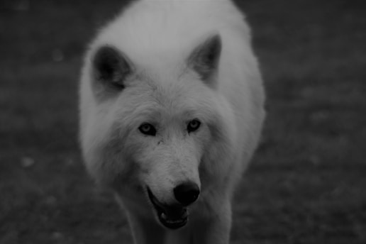 A monochrome image of a wolf silhouette surveying a mountain landscape at dawn.