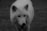 A large, white-furred wolf stands on grassy terrain, gazing forward with piercing eyes. The image is in monochrome, highlighting the texture and details of the wolf's coat.