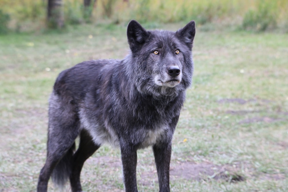 lobo preto e cinzento