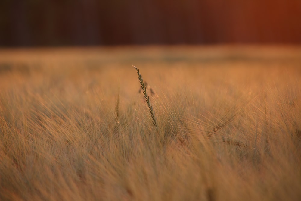 selective focus photo of grass field