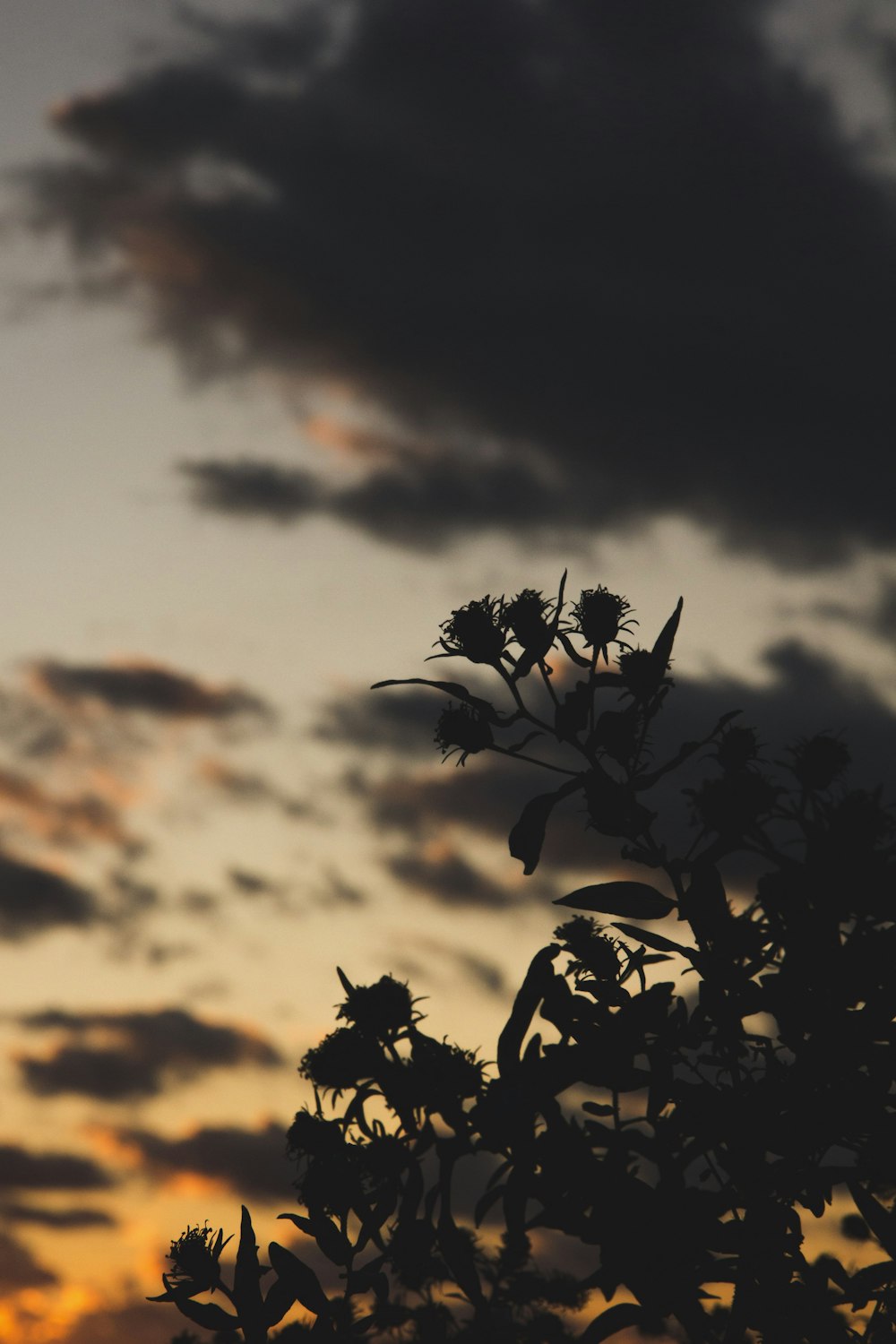 silhouette photography of plants