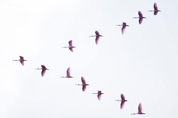 Handle database migrations in a Spring Boot application with Flyway