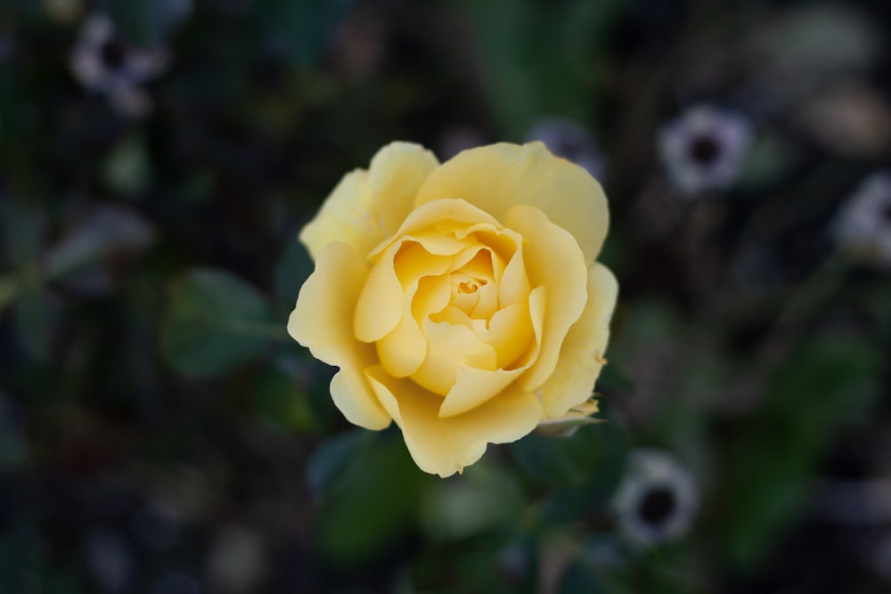 yellow and red petaled flower