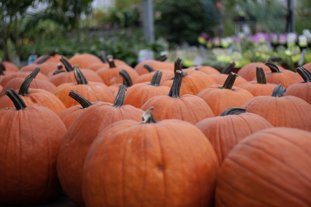 orange and black pumpkin lot