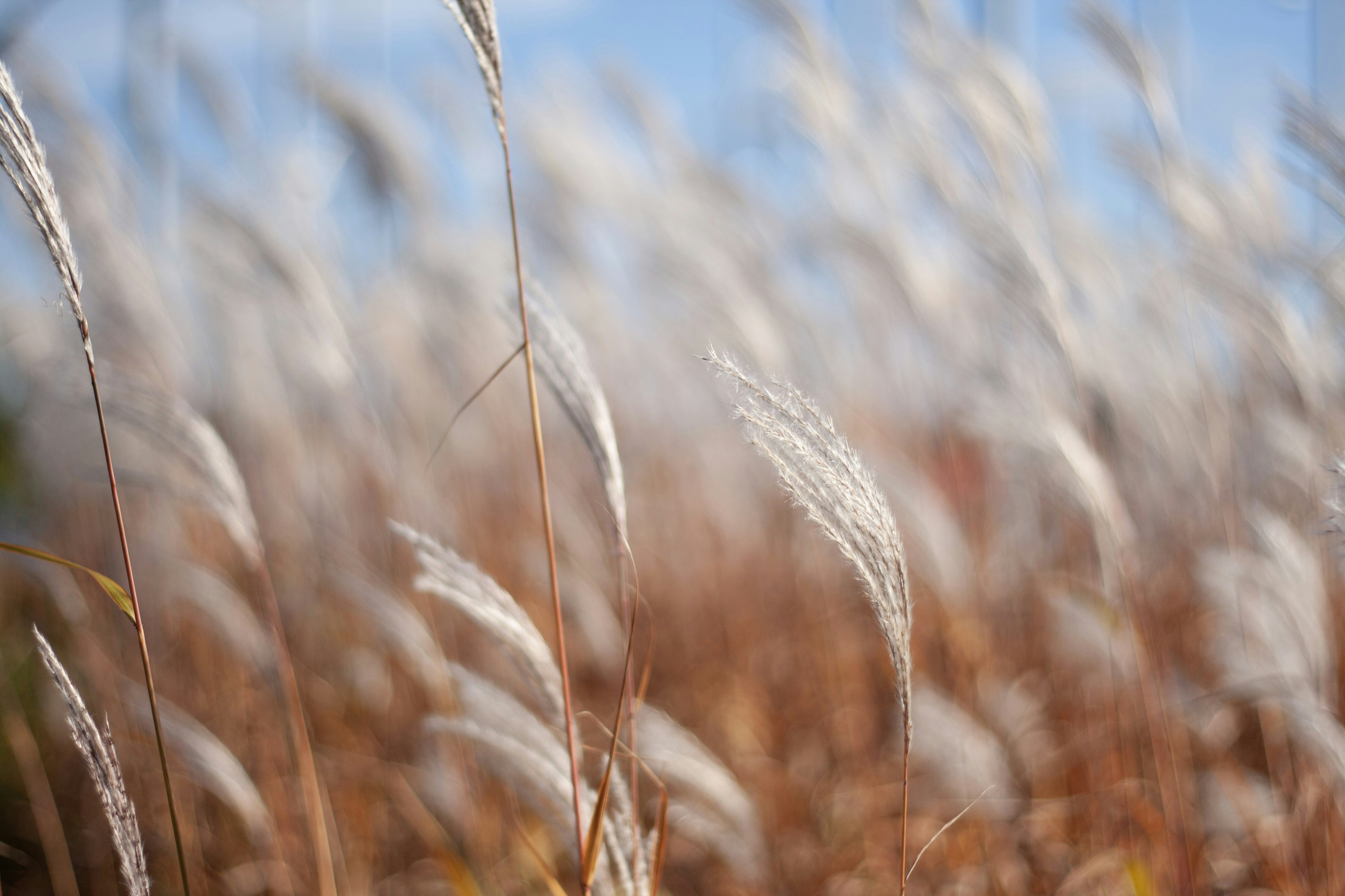 Photo by elisabethjoly1