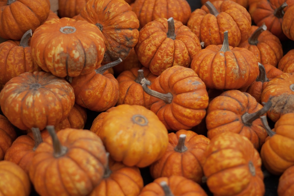 orange and green pumpkin lot