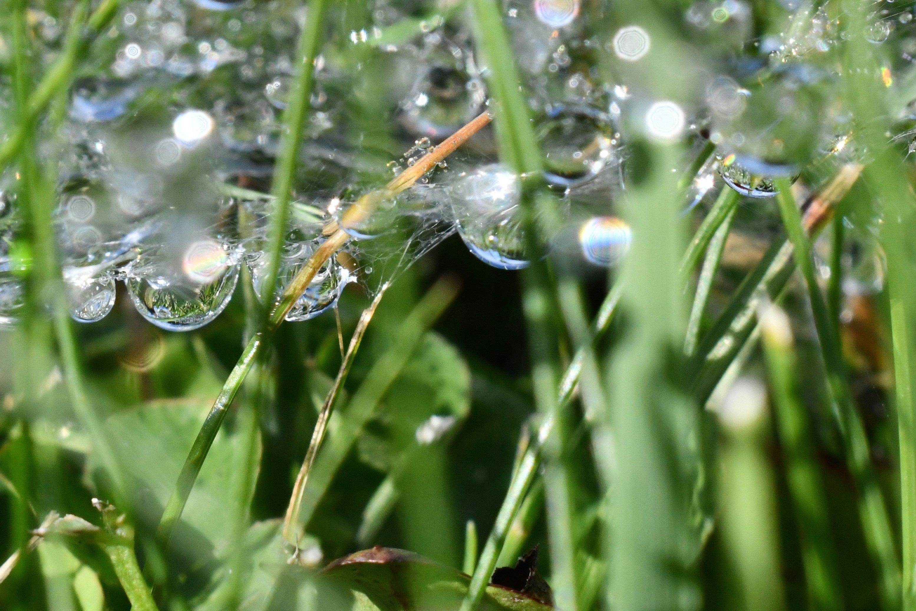 Best Smart Sprinkler Controller: Water Your Lawn Without Thinking About It