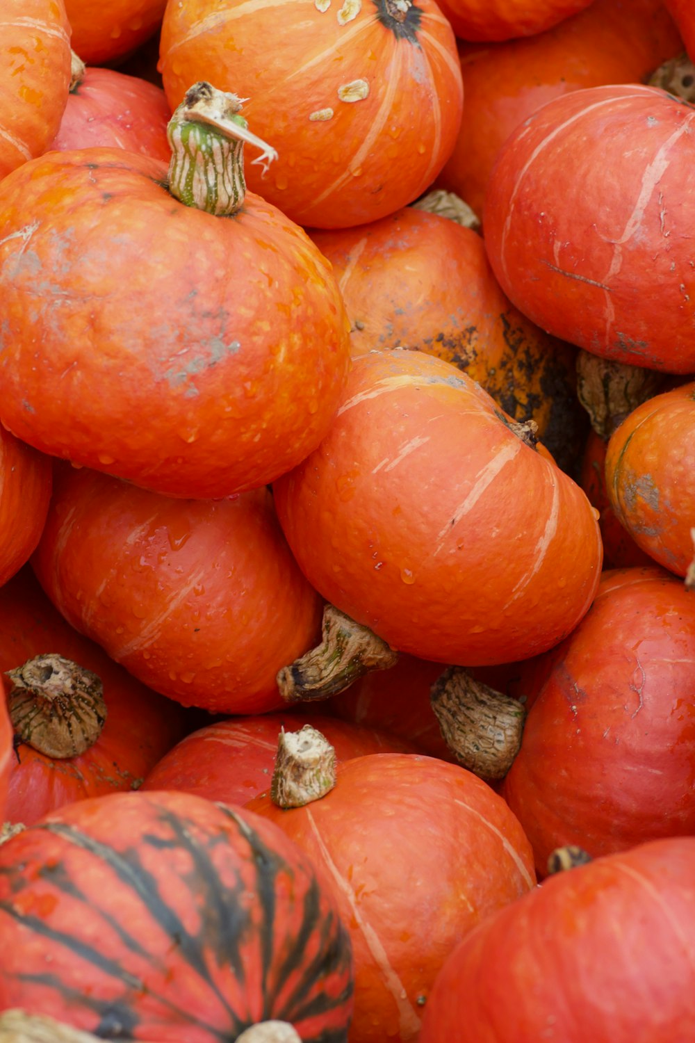 orange und oranger kürbis lot