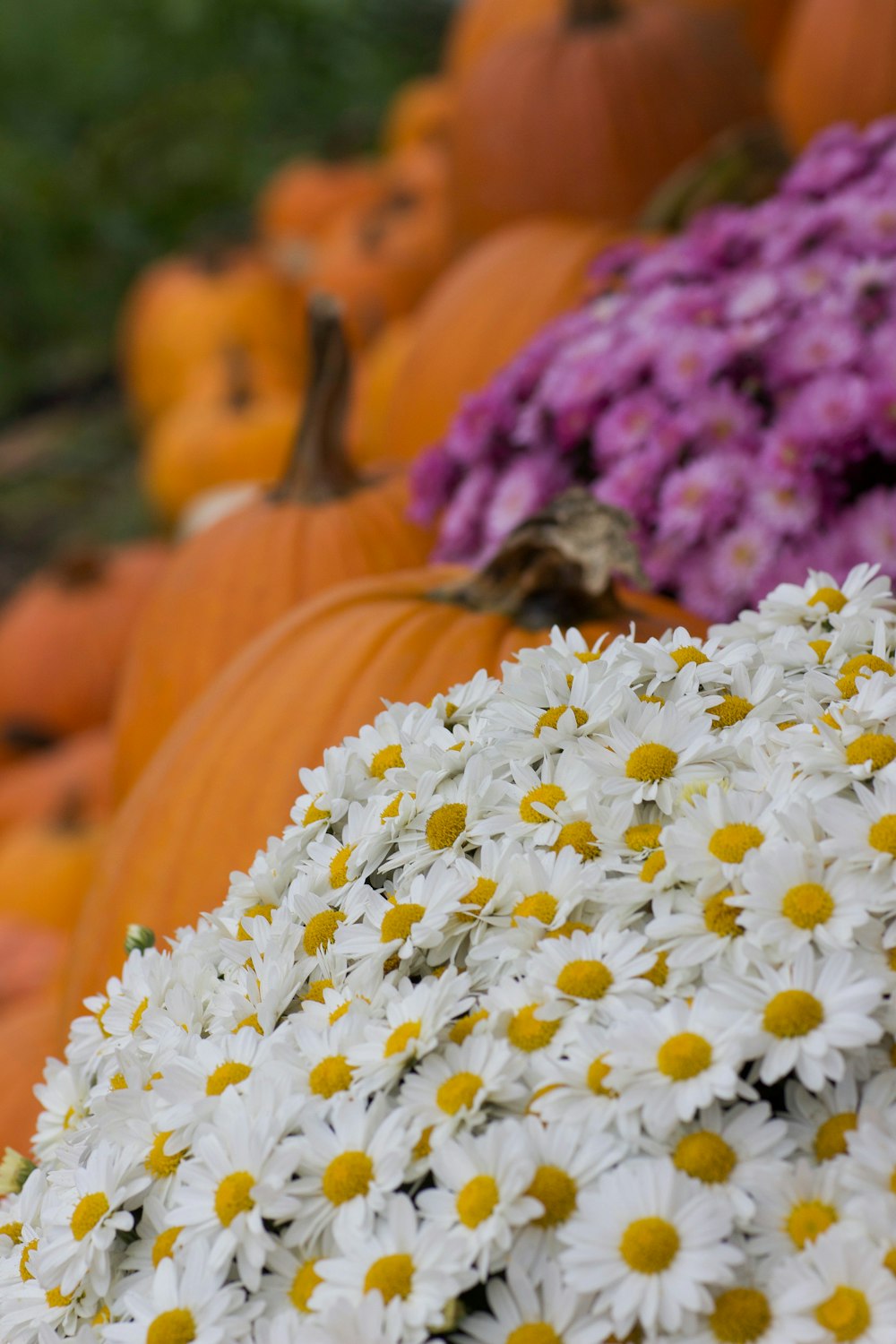 yellow and black petaled flowers