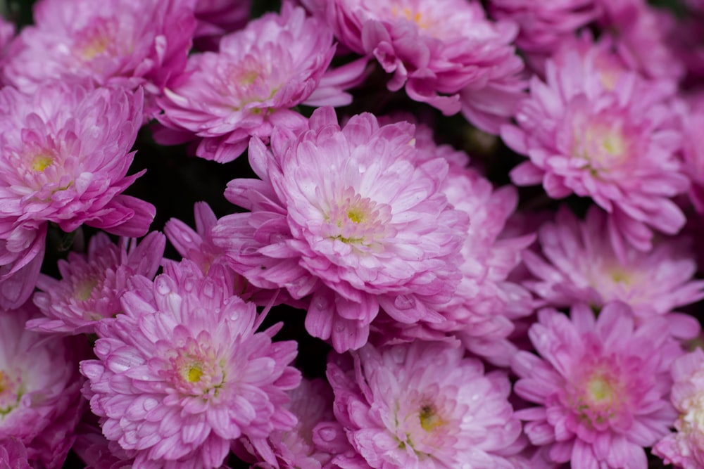 flores de pétalos morados y blancos