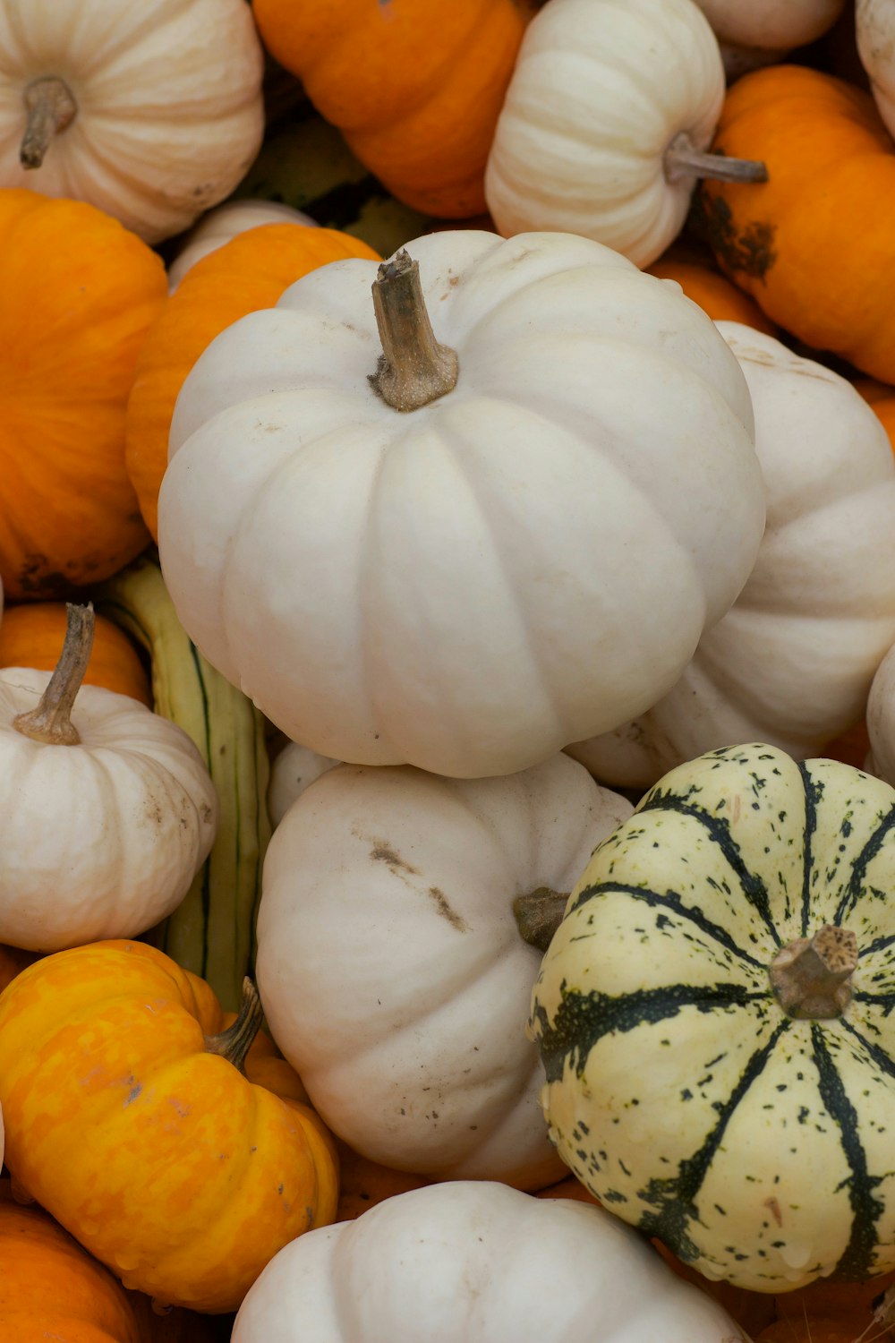 orange and green pumpkin lot