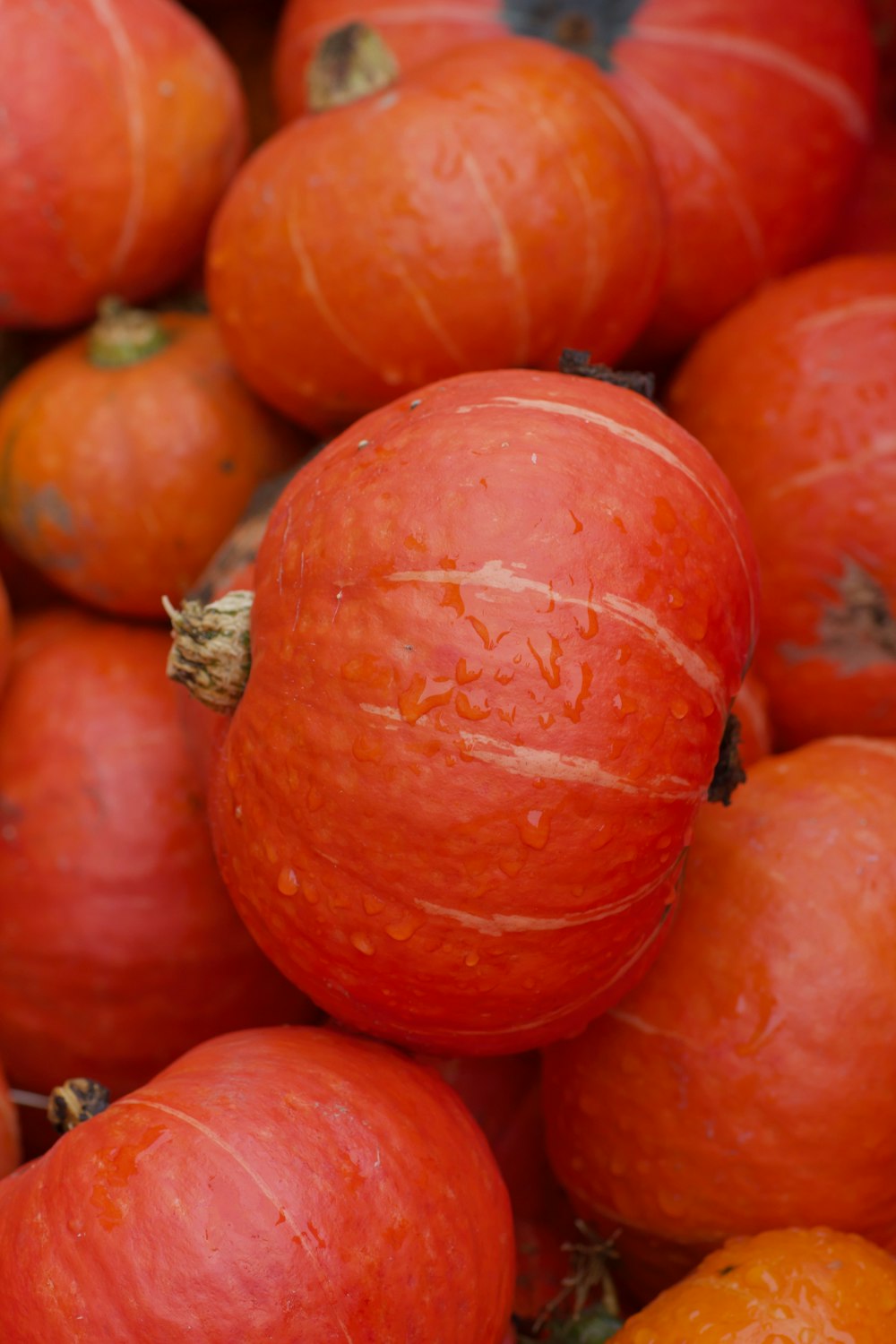 orange and orange pumpkin fruits