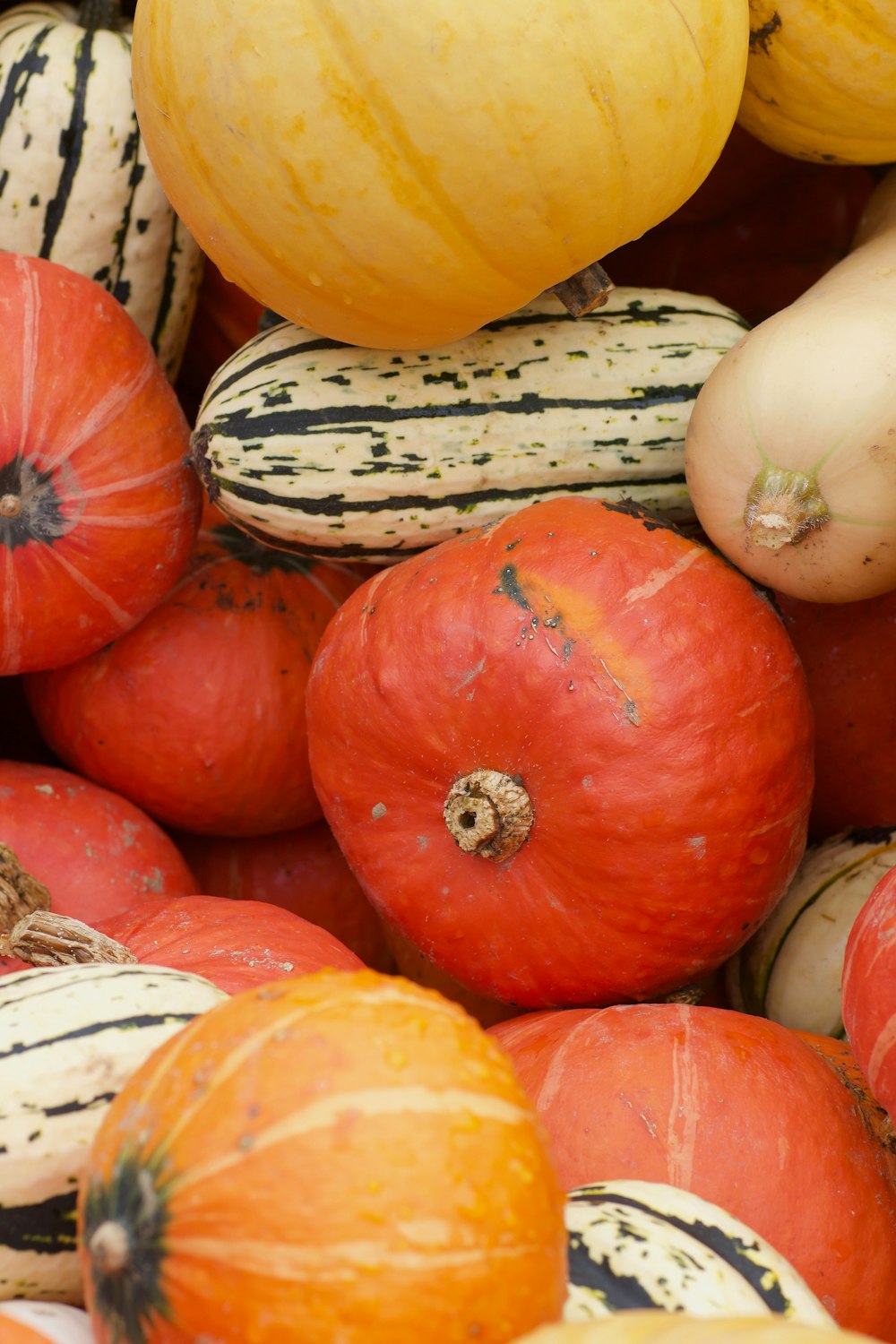 orange and black pumpkin lot