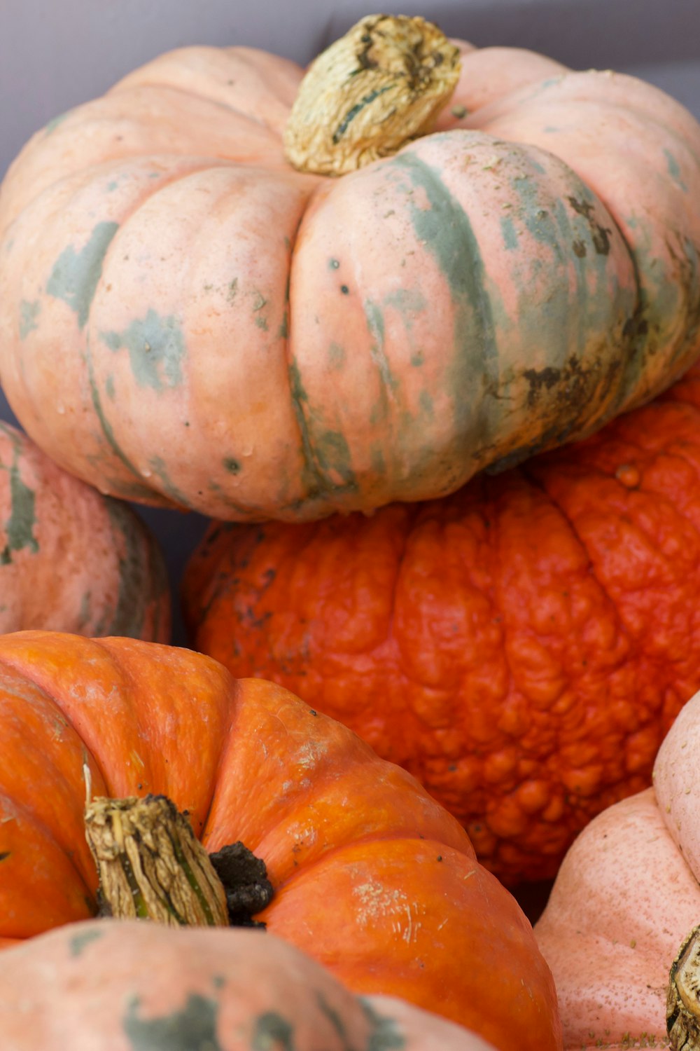 orange and green pumpkin lot