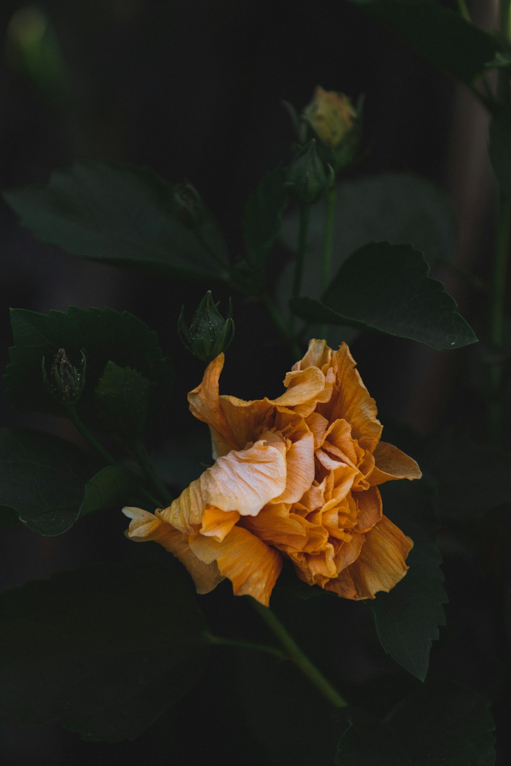 yellow and green leaf plant