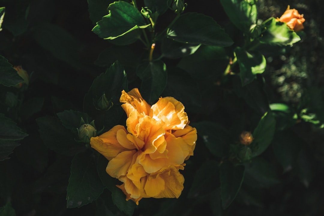 yellow and white petaled flower