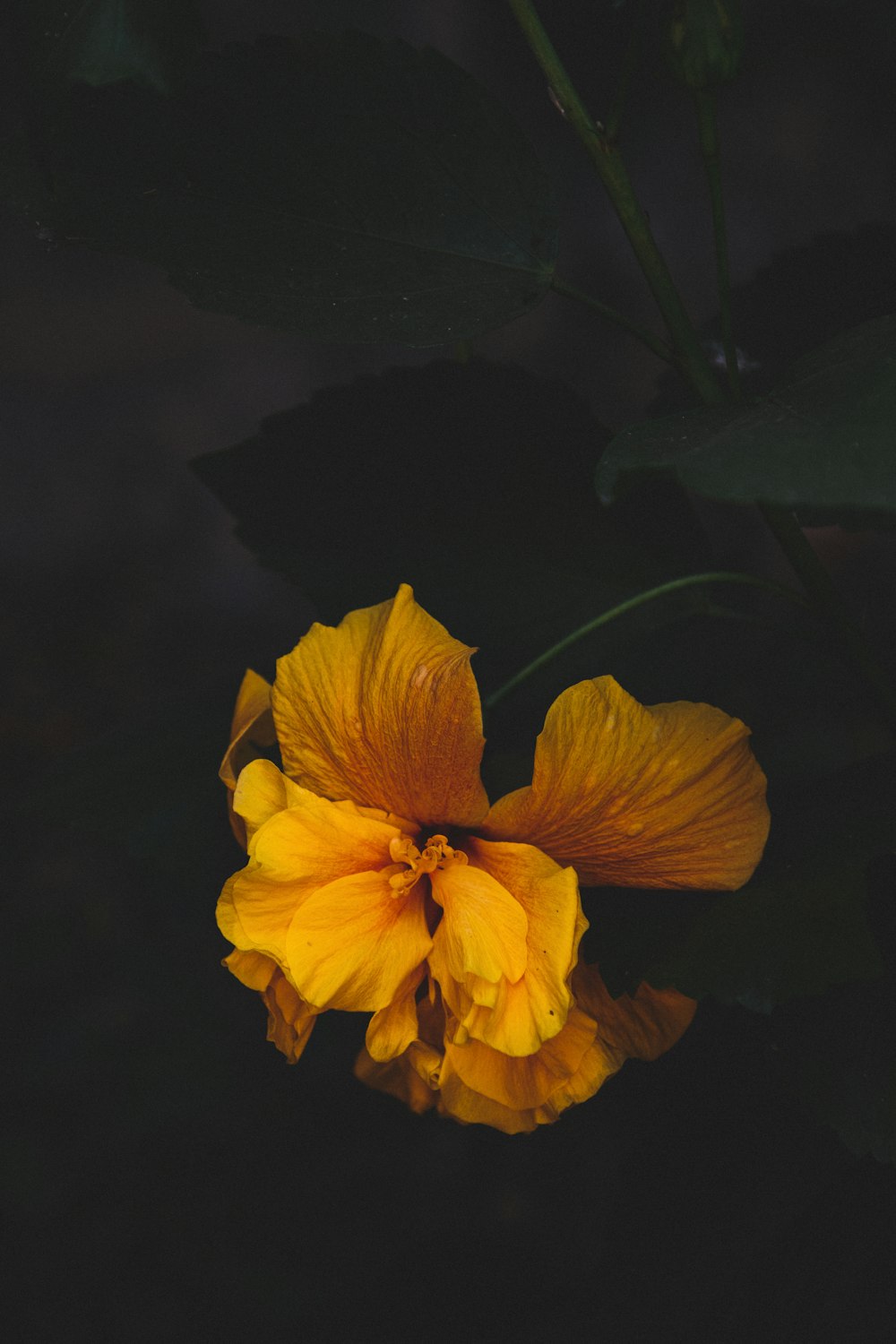 yellow and white petaled flower