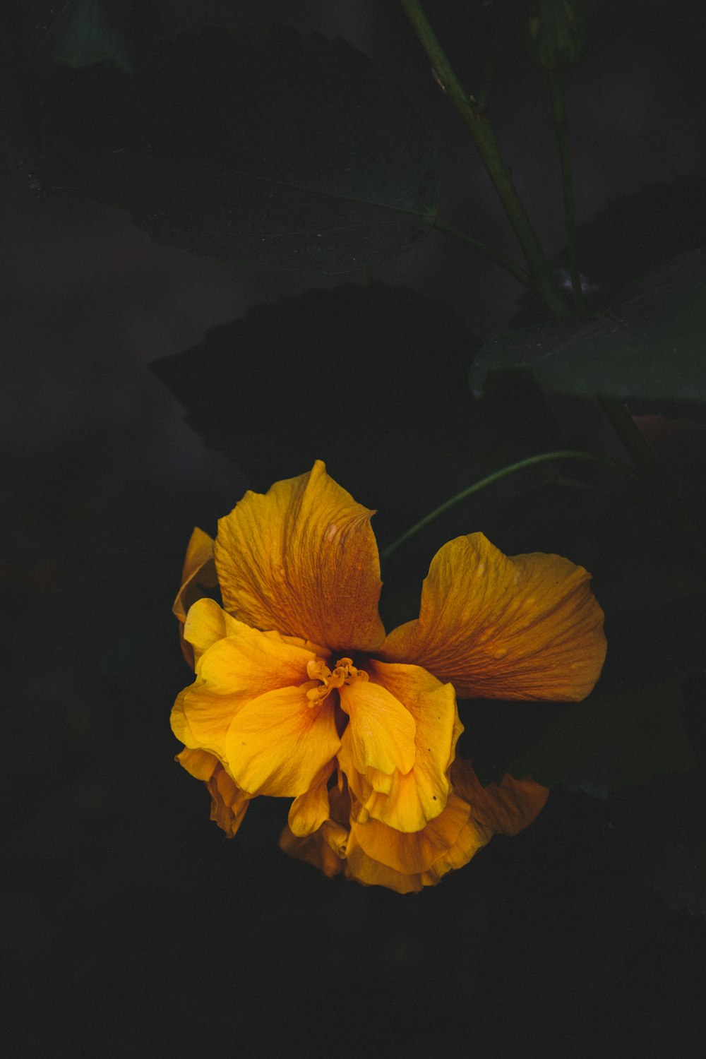 fleur à pétales jaunes et blancs