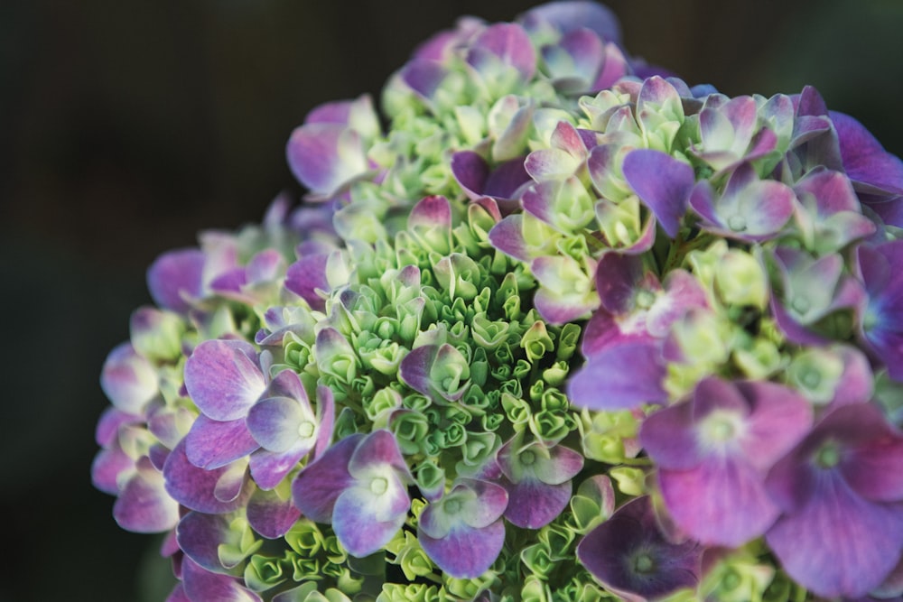 purple and white petaled flowers