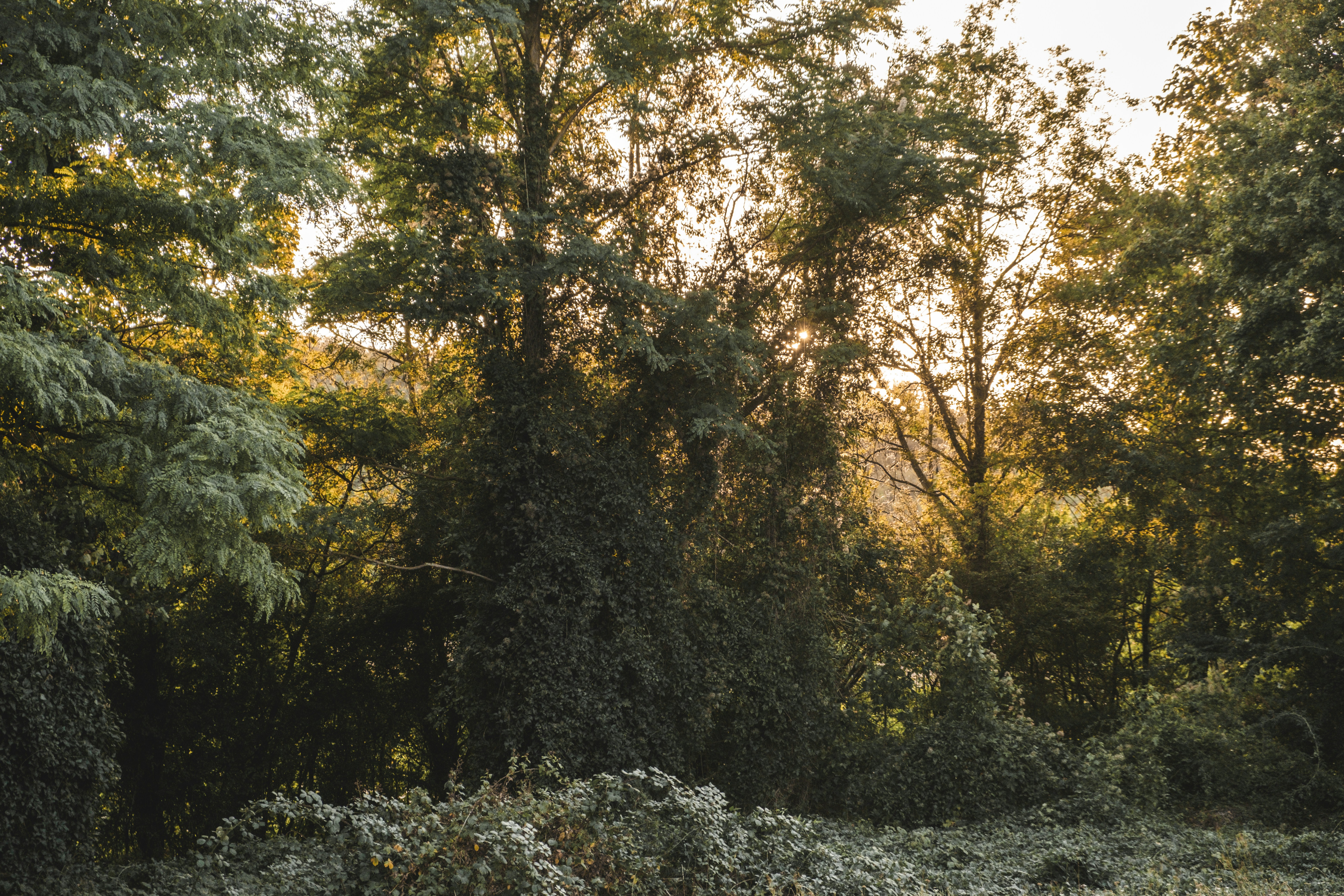 Photo by geoffreychevt