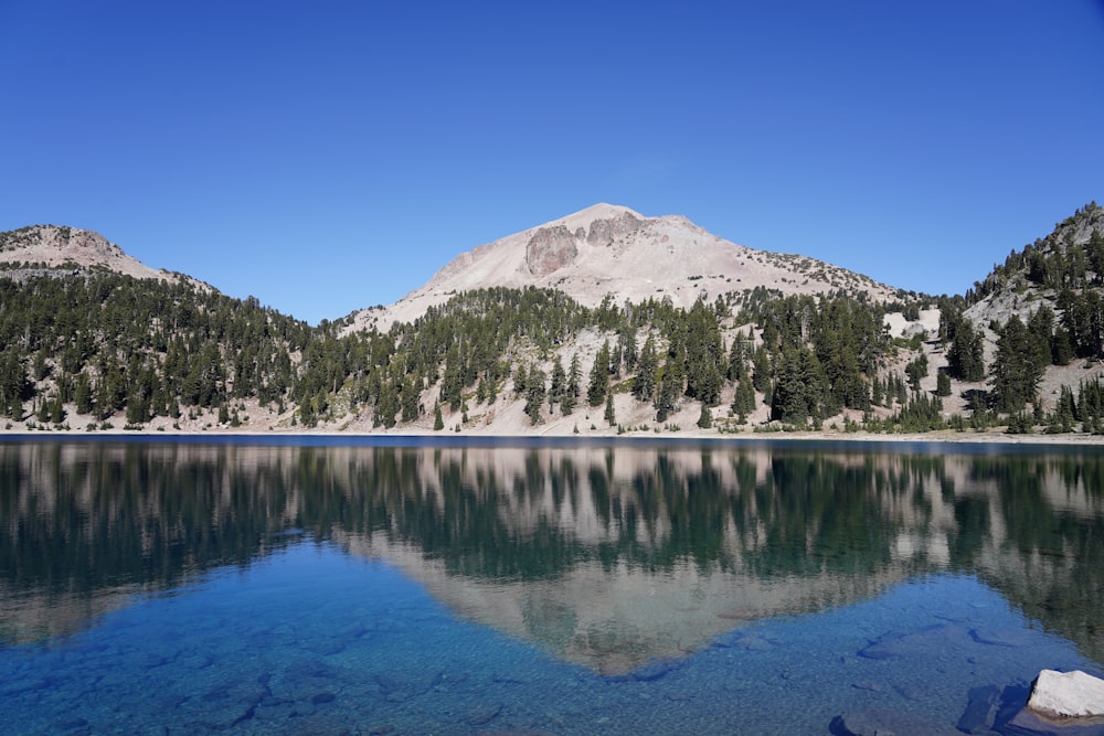 body of water and trees