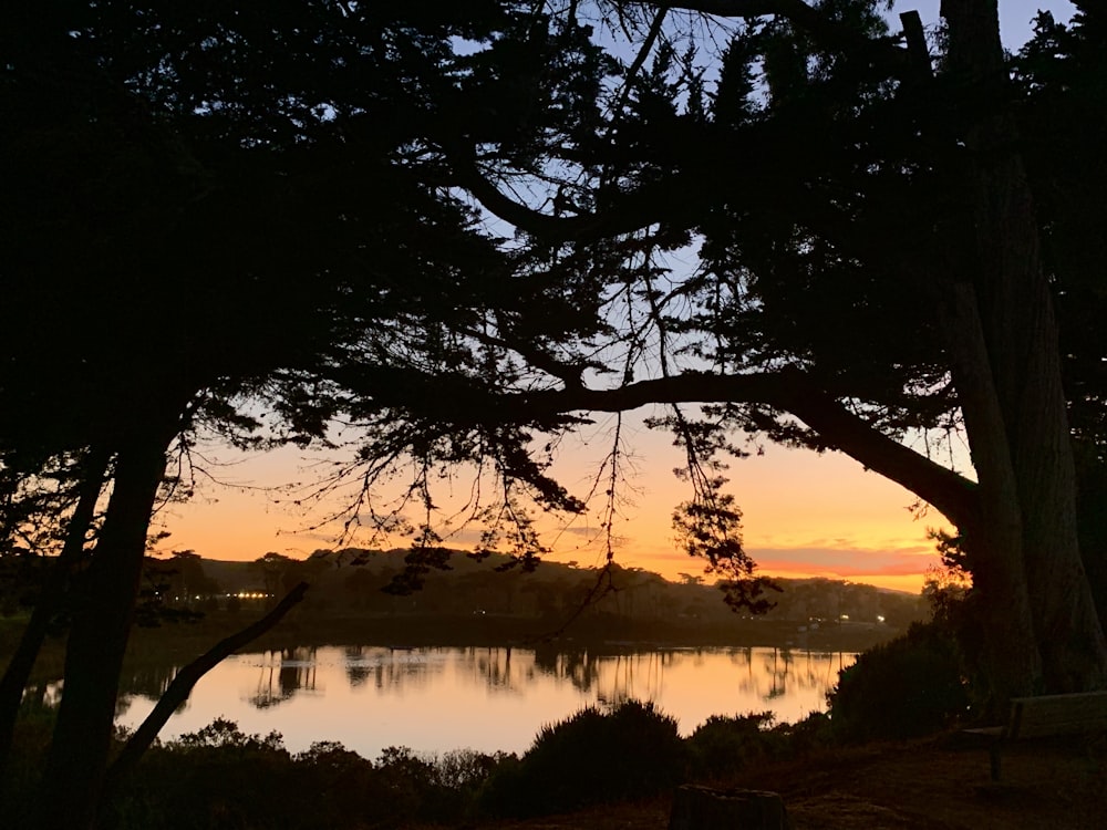 silhouette of trees near body of water