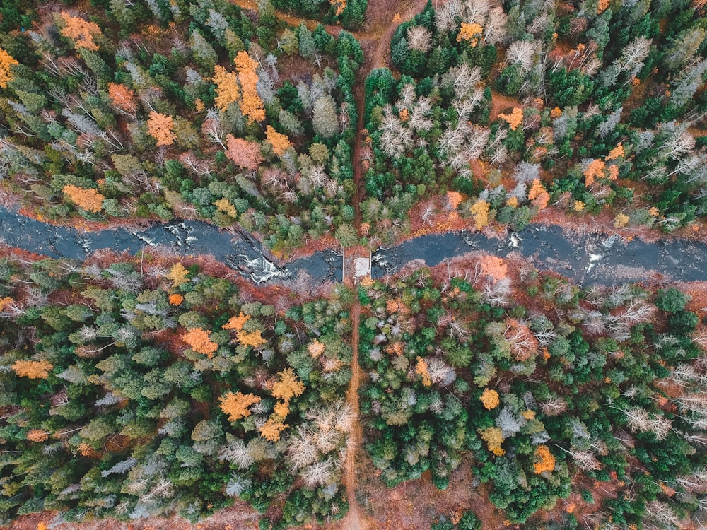 aerial photo of trees