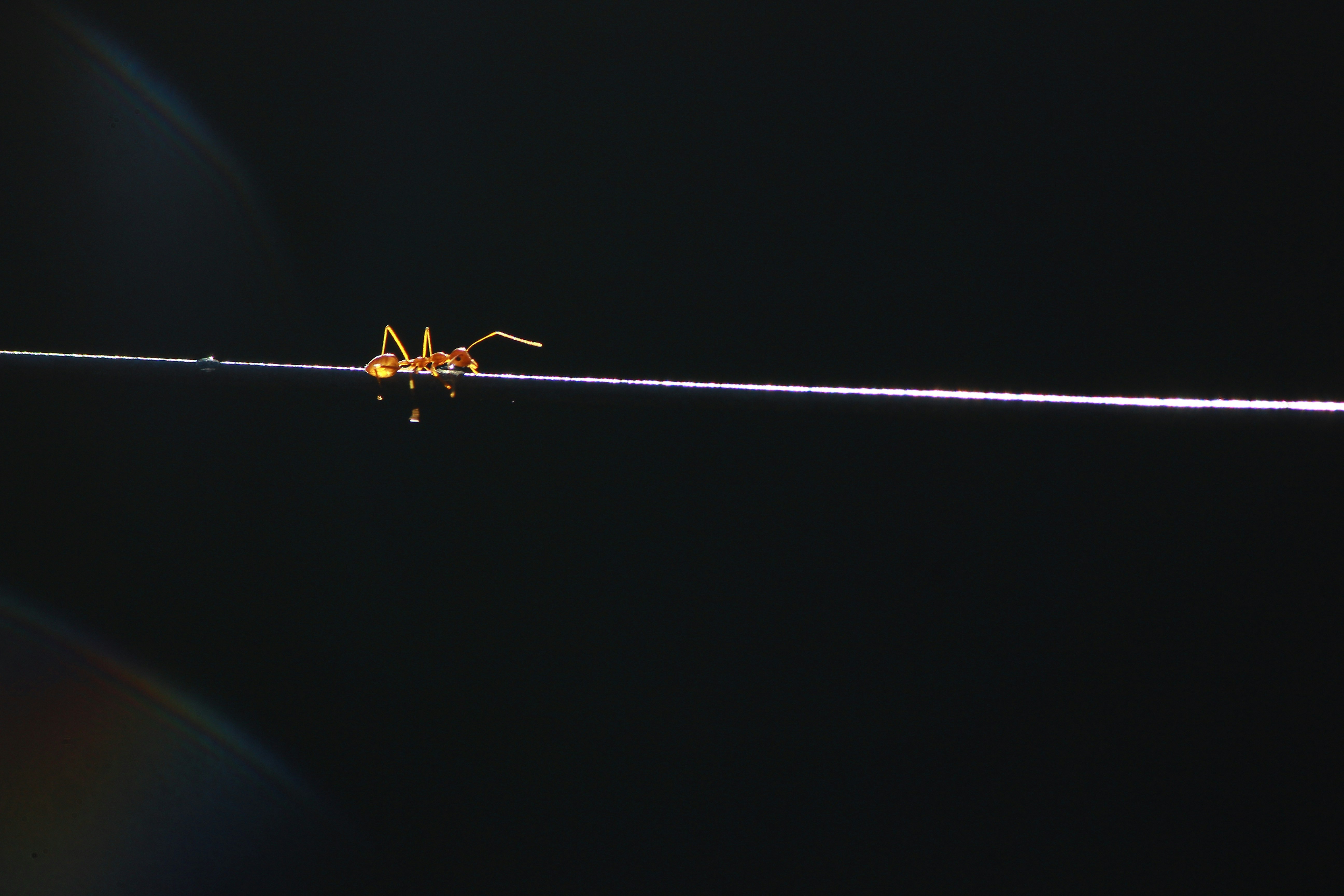 red ant