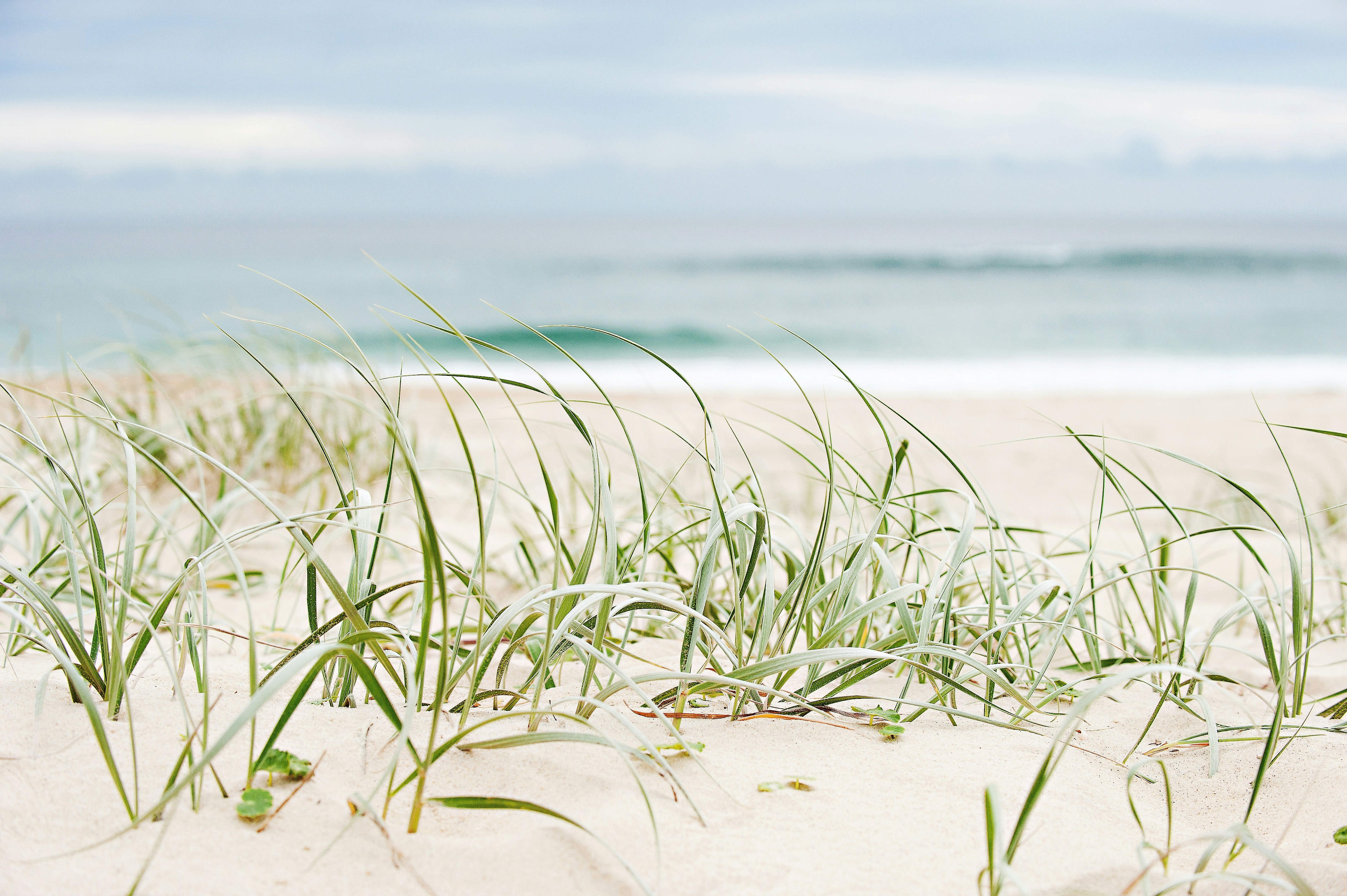 ビーチで草の写真 Unsplashで見つける自然の無料写真